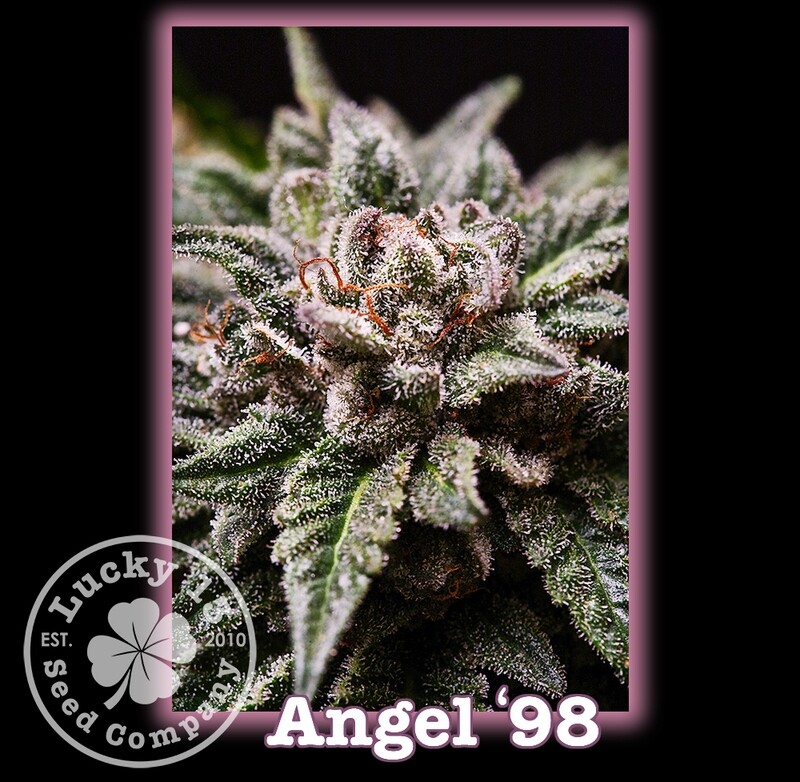 Angel 98&#39;