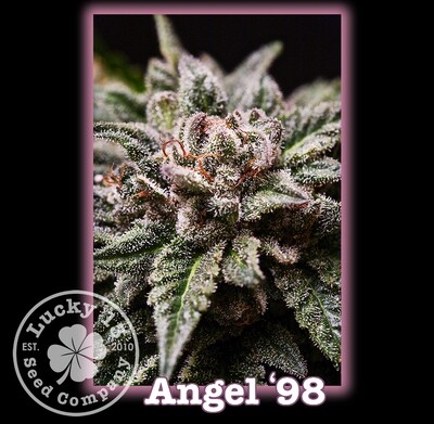 Angel 98'