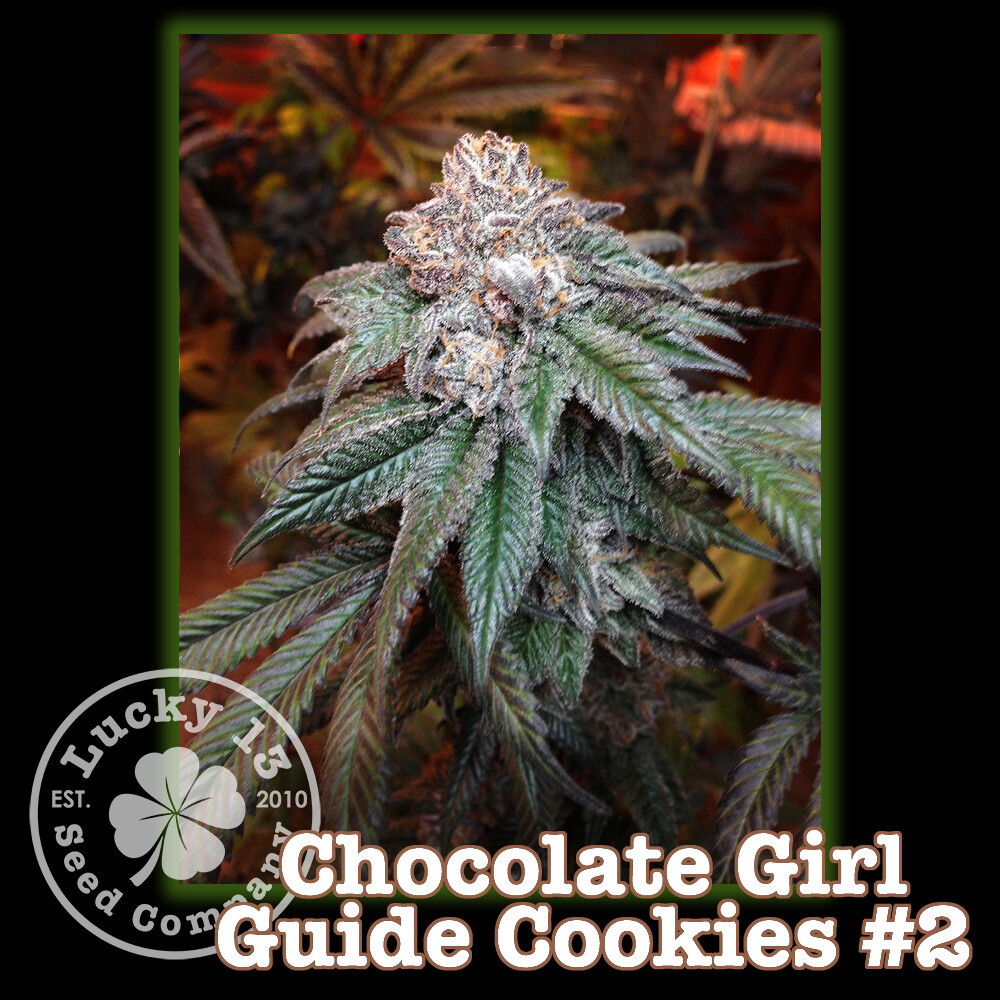 Chocolate Girl Guide Cookies #2