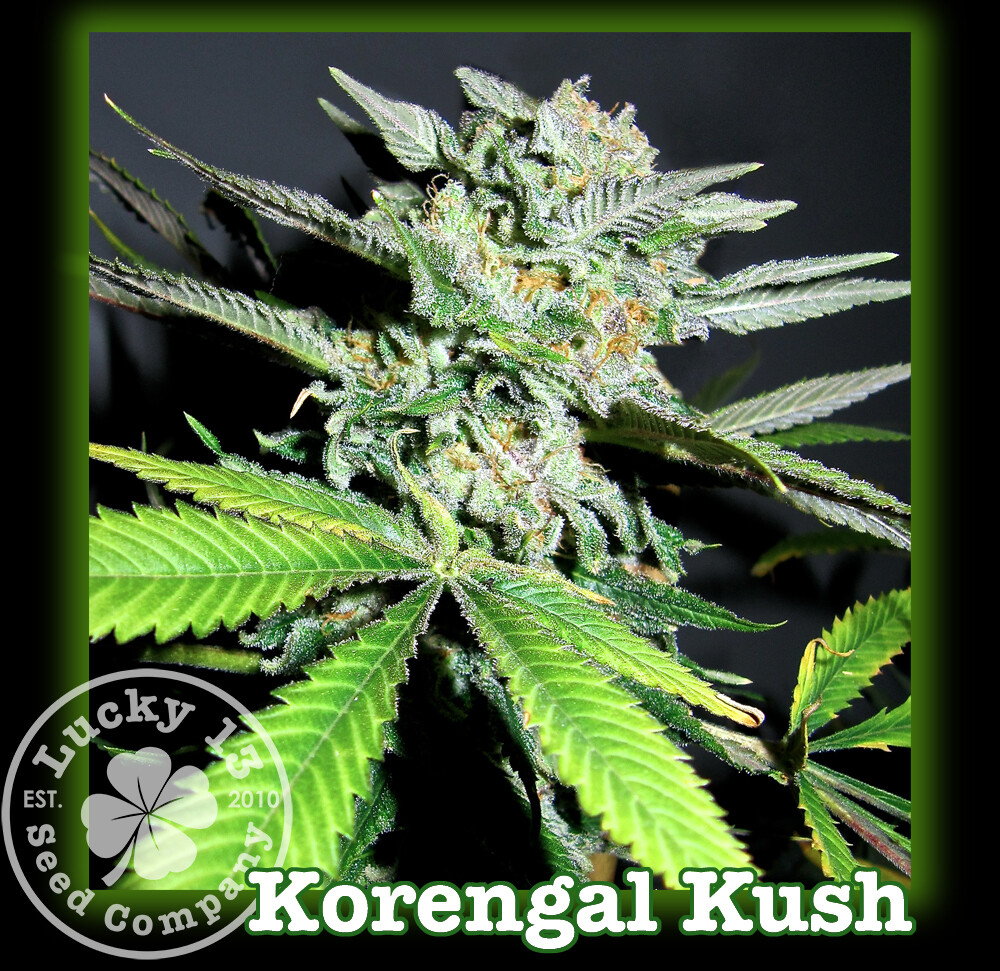 Korengal Kush Korengal Kush