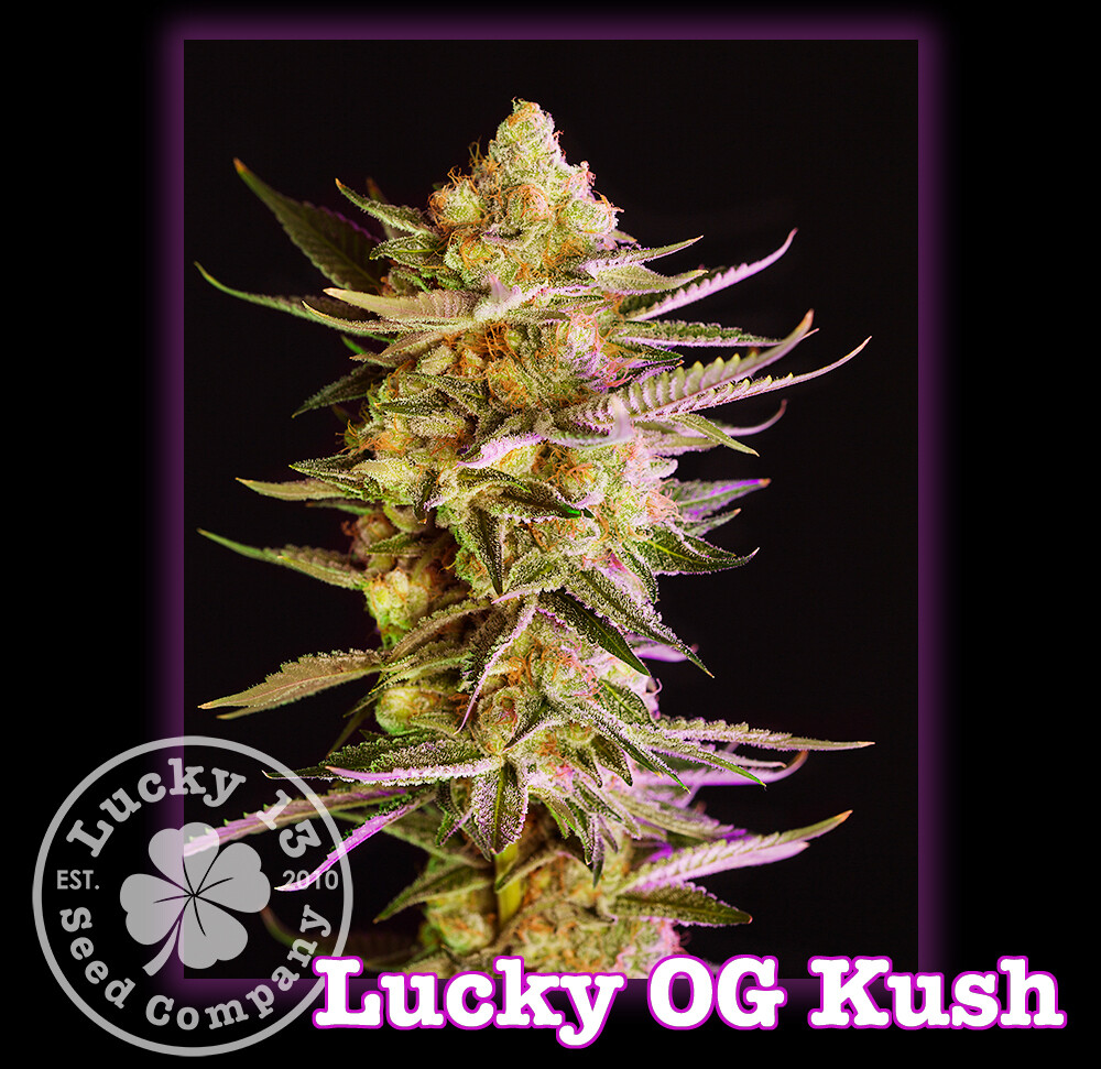 Lucky OG Kush Lucky OG Kush