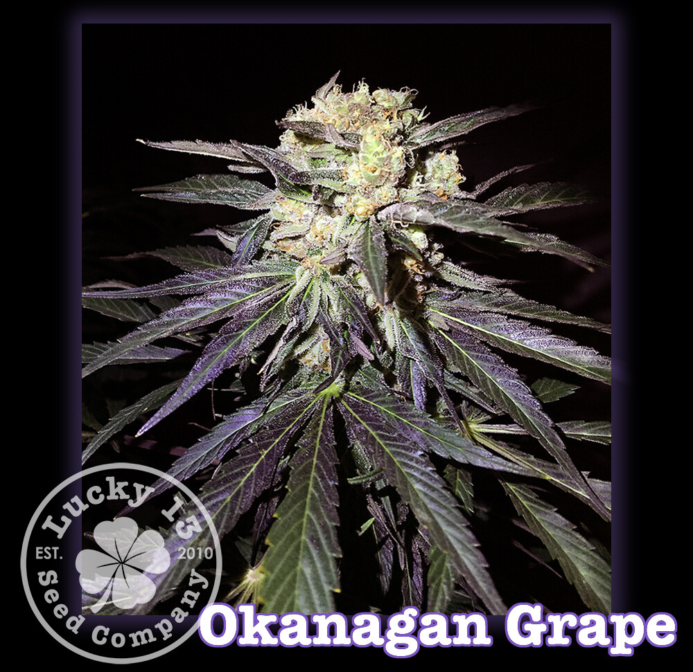 Okanagan Grape