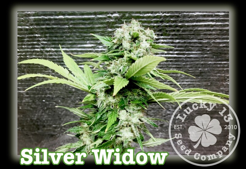 Silver Widow