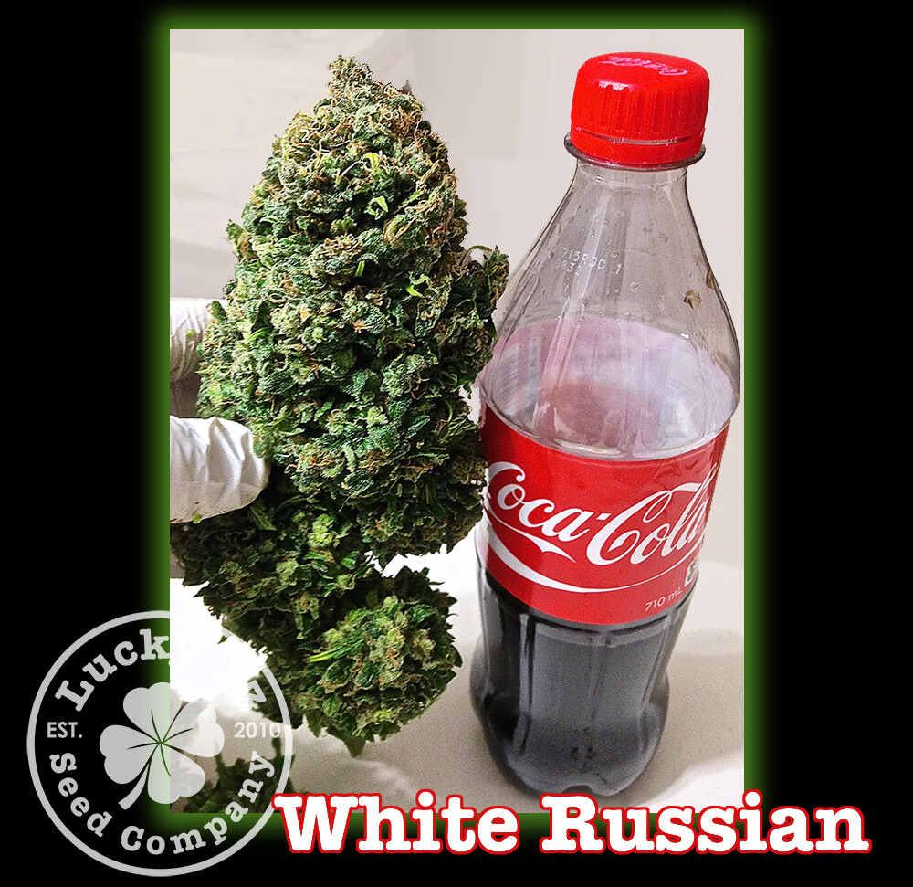 White Russian