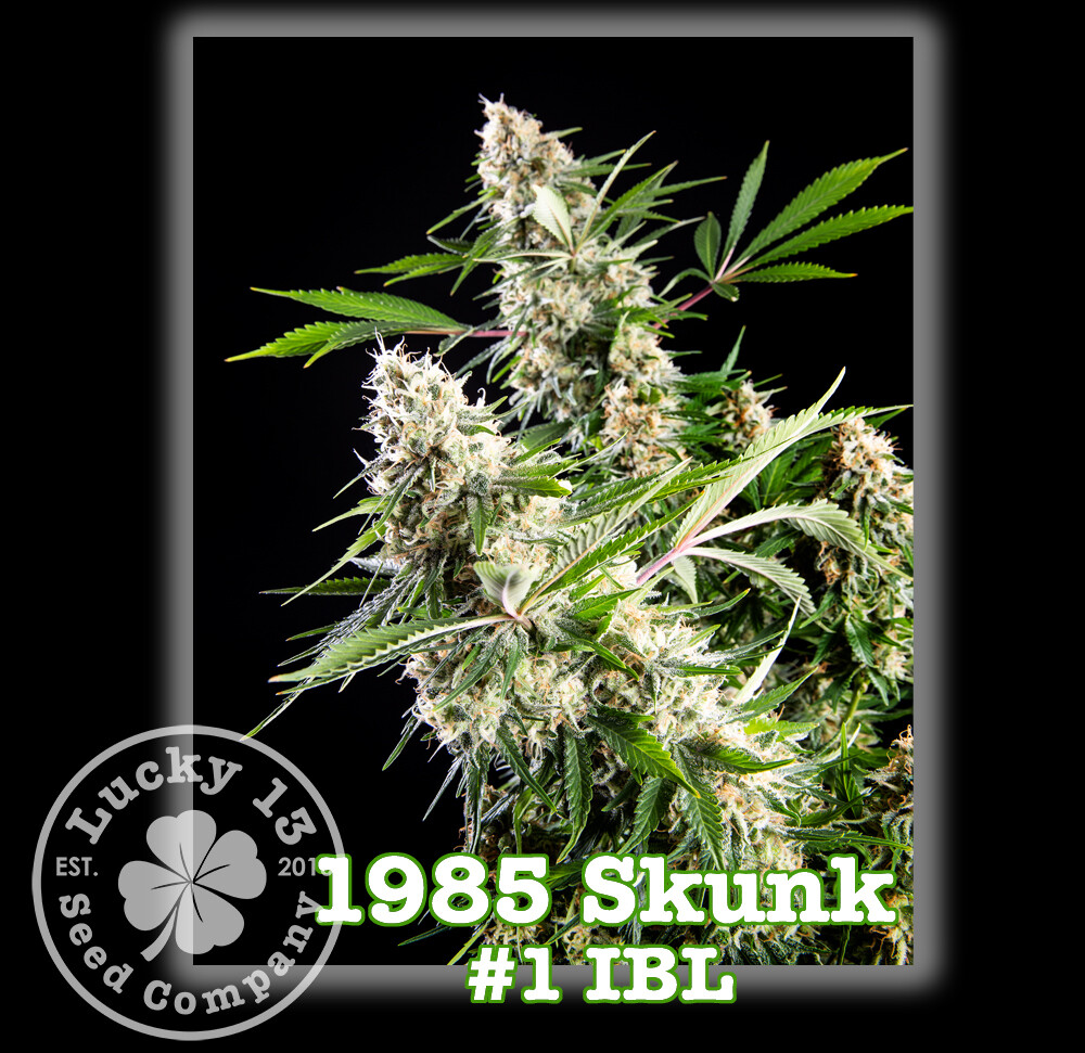 1985 Skunk #1 IBL
