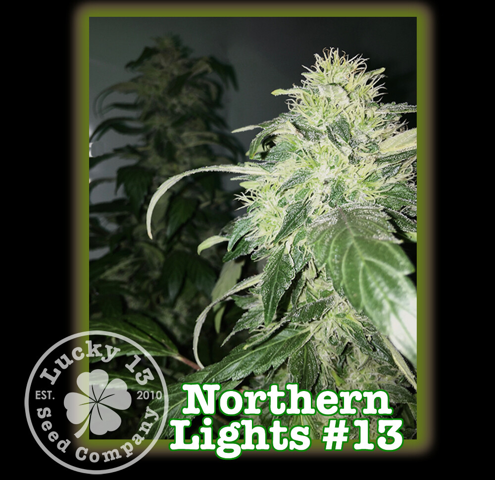 Northern Lights #13