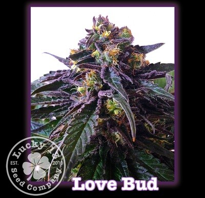Love Bud