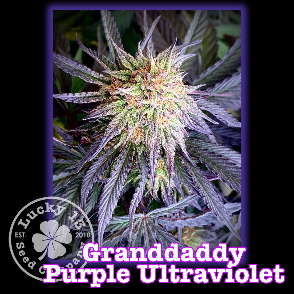 GDP Ultraviolet