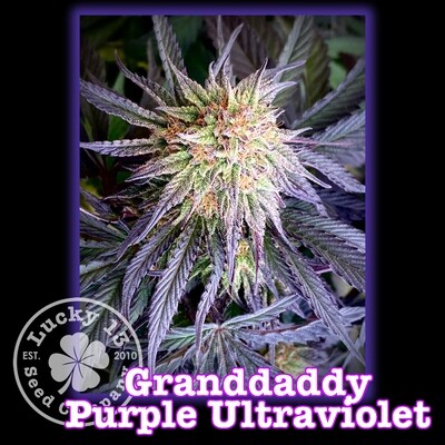Granddaddy Purple Ultraviolet