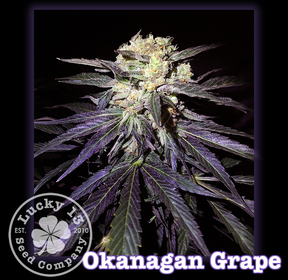 Okanagan Grape