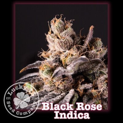 Black Rose Indica