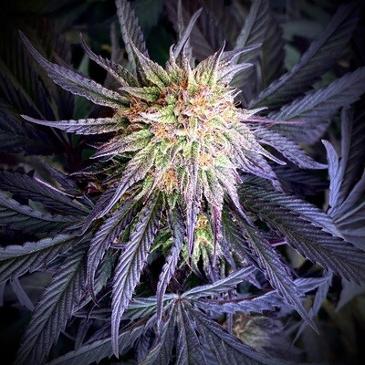 Fast Flowering Strains
