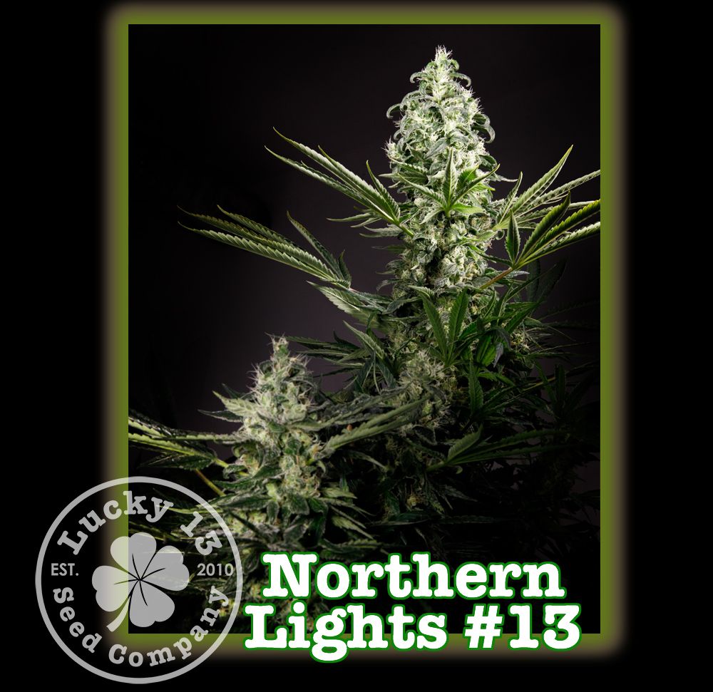 Northern Lights #13