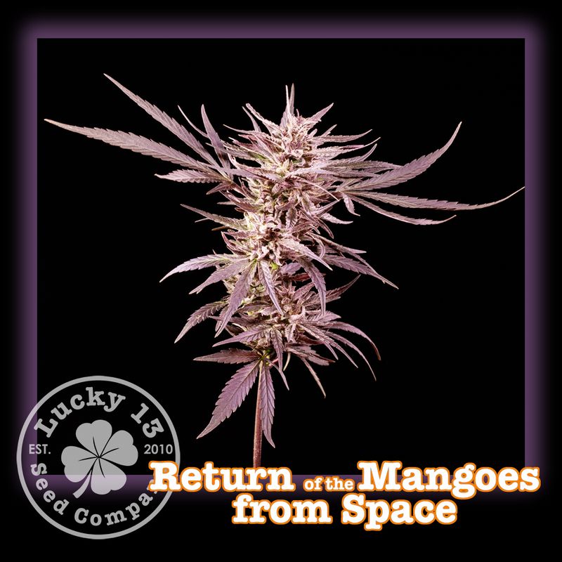 #1 Return of the Mangoes from Space
