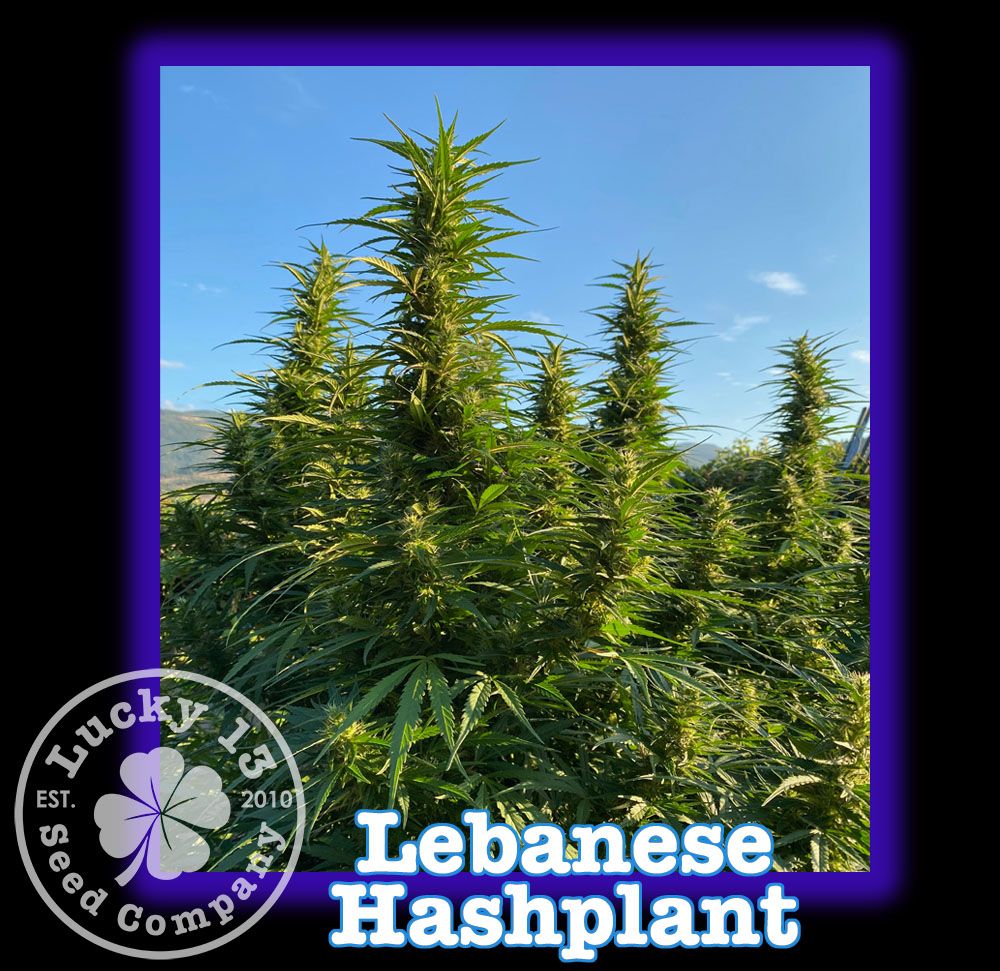 #1 Lebanese Hashplant