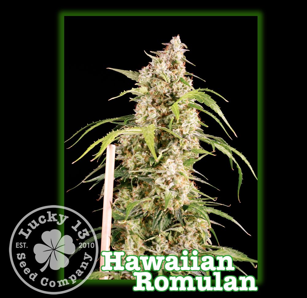 Hawaiian Romulan