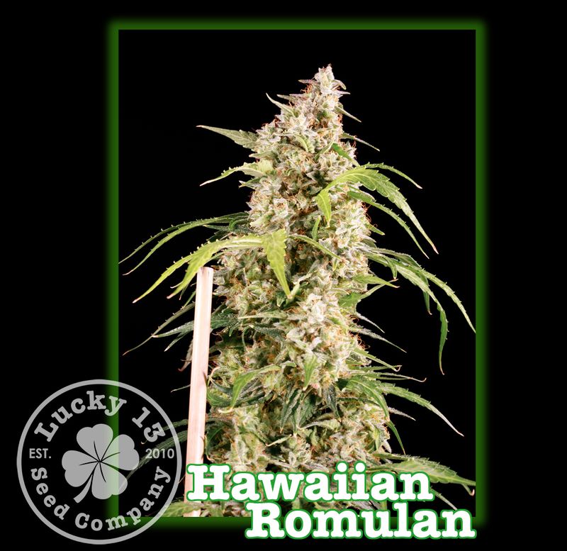 Hawaiian Romulan