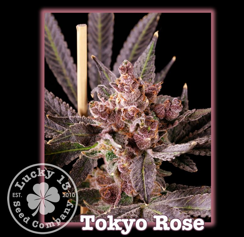 Tokyo Rose