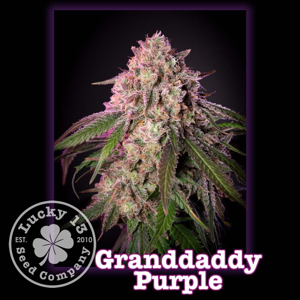 GDP