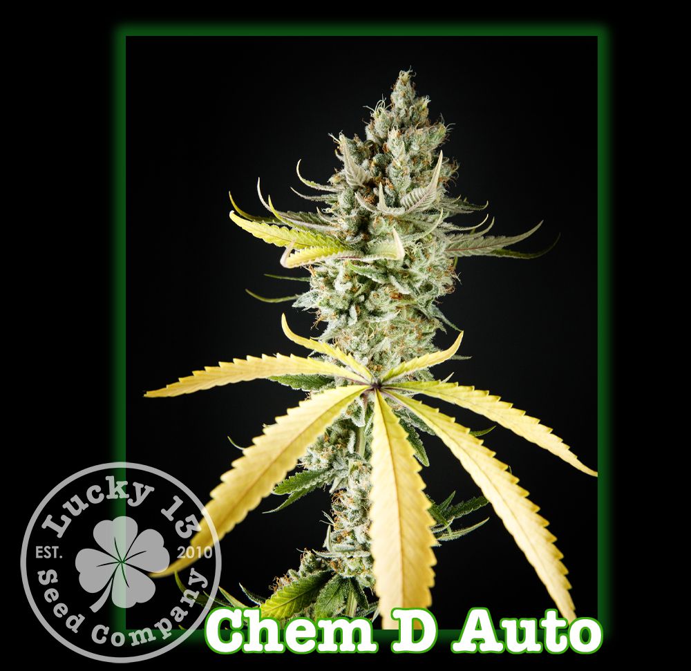 #1 - Limited Edition - Chem D Auto