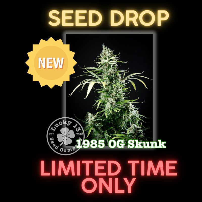 #1 - Limited Edition - 1985 OG Sk