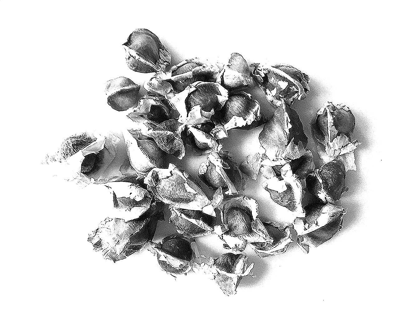 MORINGA OLEIFERA SAMEN