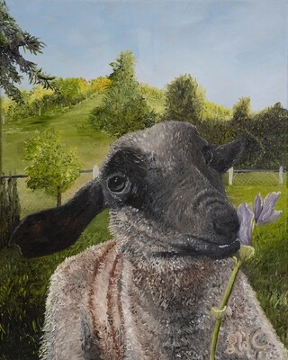 “Feed My Sheep”