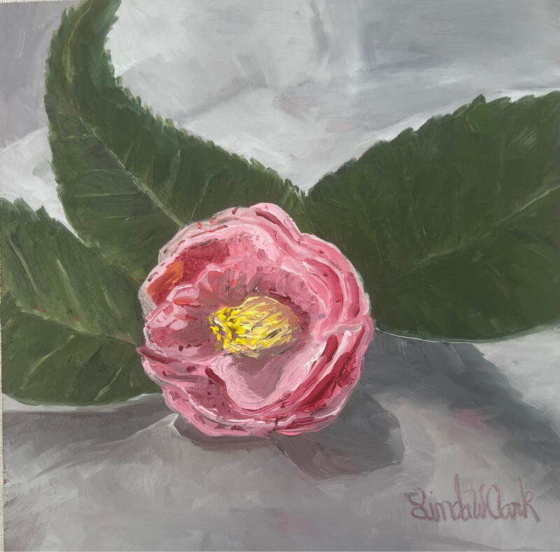 “Camellia Opening Bloom”