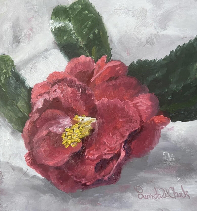 “Dark Pink Camellia Bloom”