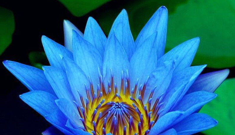 Ho'oponopono ancient Hawaiian self-healing practice with Chintanshuddi - For Everyone - 1.5 hours 4.15pm - 5.45pm Sunday 6 October 2019 Ho'oponopono ancient Hawaiian self-healing practice with Chintanshuddi - For Everyone - 1.5 hours 4.15pm - 5.45pm Sunday 6 October 2019