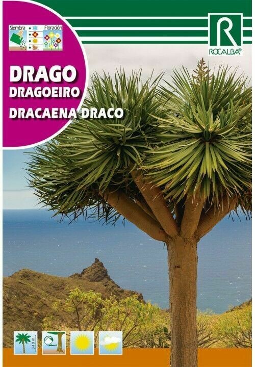 ARBOL DRAGO