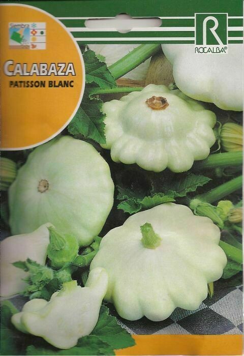 CALABAZA PATISSON BLANC
