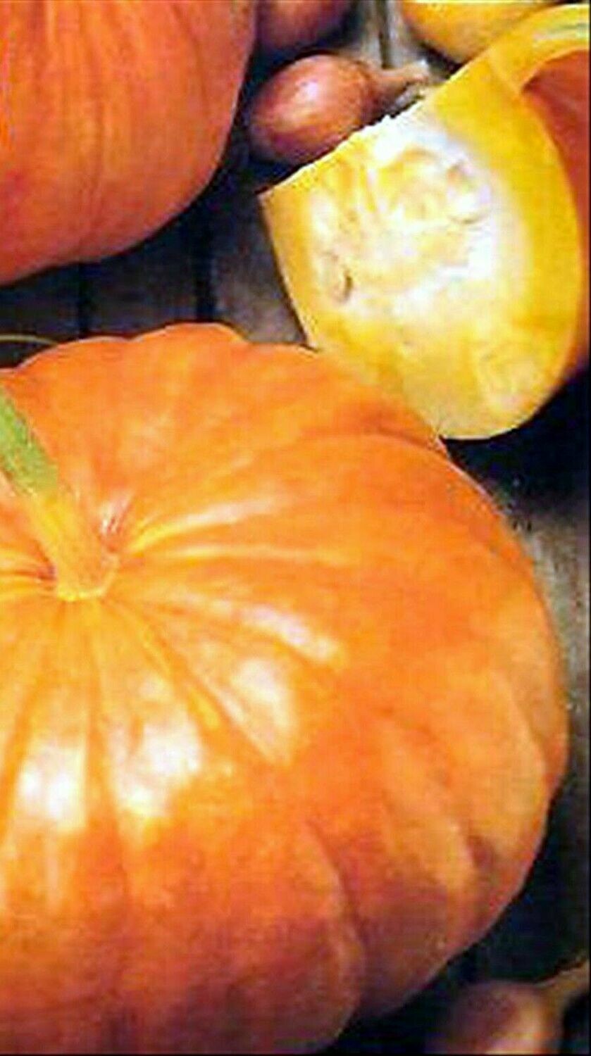 CALABAZA ROUGE VIF D'ETAMPES