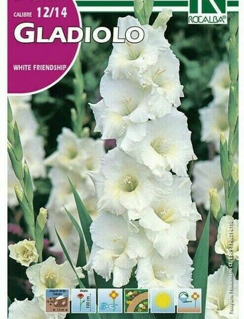 FLORES BULBOS GLADIOLO WHITE FRIENDSHIP -BLANCO FLOR RIZADA BULBOS DE PRIMAVERA