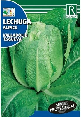 HORTALIZAS PROFESIONAL LECHUGA VALLADOLID ESGUEVA