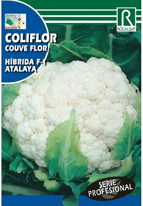 HORTALIZAS PROFESIONAL COL REPOLLO HIB. F-1 ROYAL VANTAGE HORTALIZAS PROFESIONAL COL REPOLLO HIB. F-1 ROYAL VANTAGE