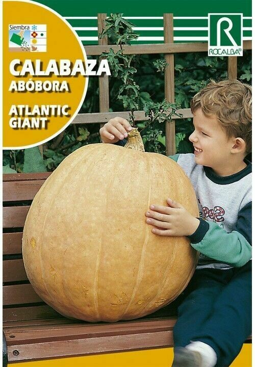 CALABAZA  CALABAZA ATLANTIC GIANT
