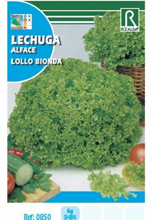 HORTALIZAS LECHUGA LOLLO BIONDA