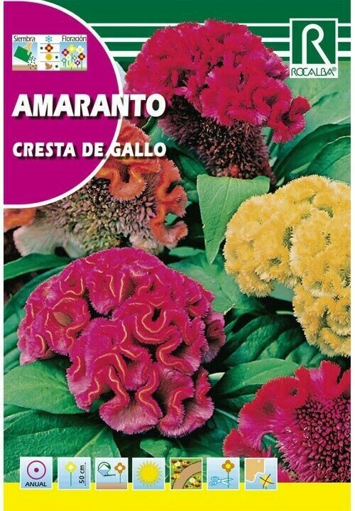 FLORES AMARANTO CRESTA DE GALLO