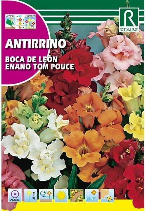 FLORES ANTIRRINO BOCA DE LEÓN TOM POUCE VARIADO