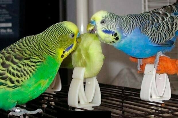 PINZA UNIVERSAL PARA JAULA DE PÁJAROS 5 UNIDADES