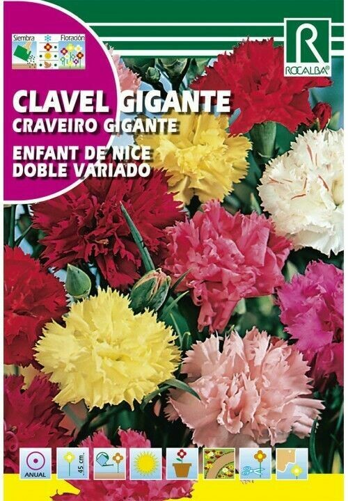FLORES CLAVEL GIGANTE ENFANT DE NICE DOBLE VARIADO FLORES CLAVEL GIGANTE ENFANT DE NICE DOBLE VARIADO