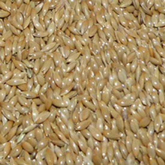 ALPISTE CANADA 300 GR A GRANEL