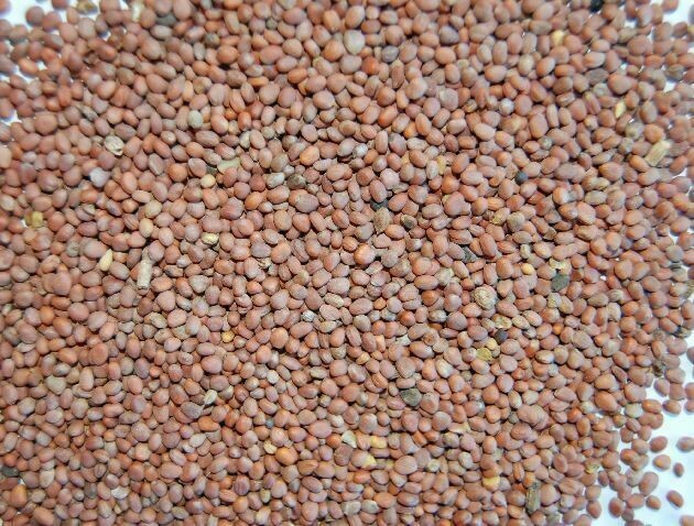 RABANO A GRANEL 4 KG