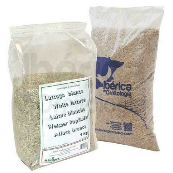 LECHUGA BLANCA (Manitoba y Disfa) 100 GR A GRANEL