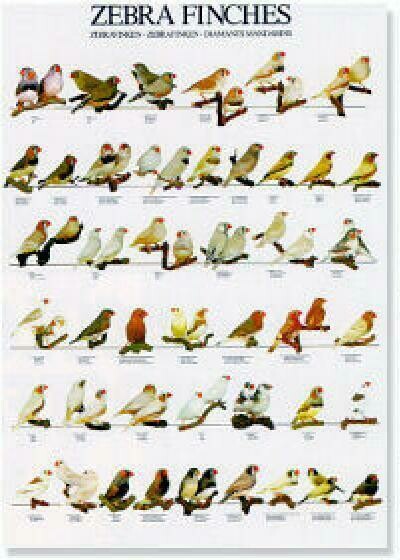 POSTERS Y LAMINAS DIAMANTES MANDARINES - ZEBRA FINCHES