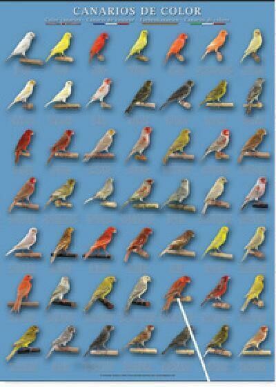 POSTERS Y LAMINAS CANARIOS DE COLOR 3