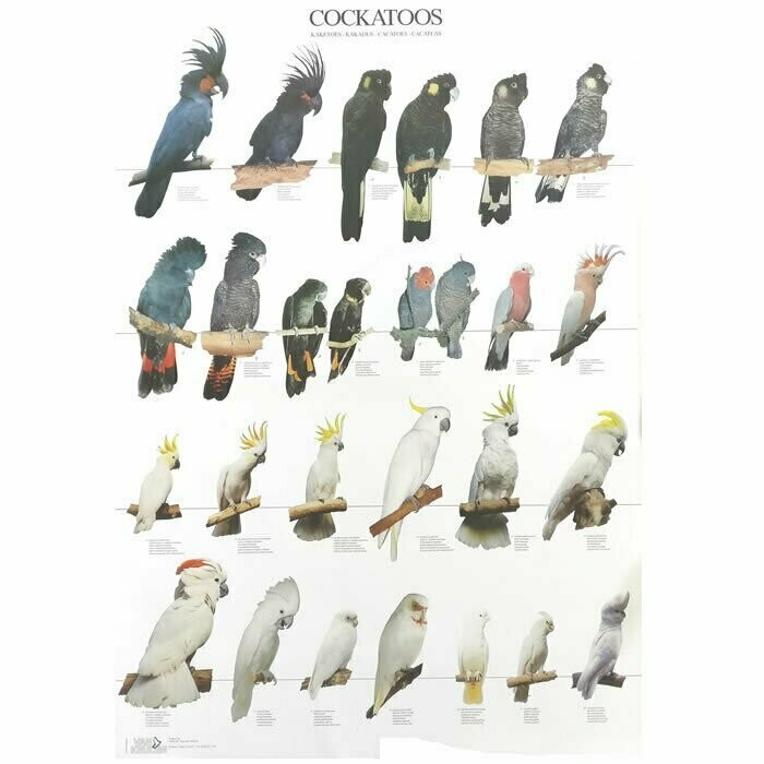 POSTERS Y LAMINAS CACATUAS