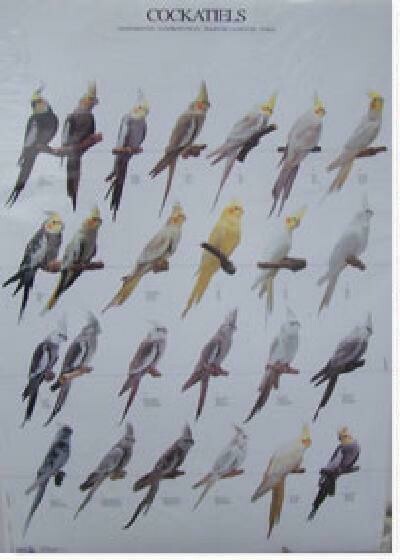 POSTERS Y LAMINAS NINFAS - COCKATIELS