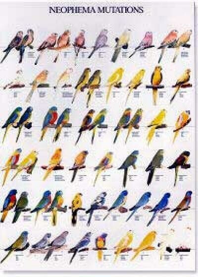 POSTERS Y LAMINAS NEOPHEMA MUTACIONES